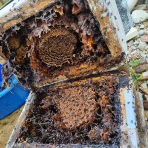 Colony of Tetragonula Hockingsi. Complete with honey box, hive lock, post mount and 5,000-10,000 bees