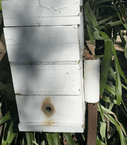 Colony of Tetragonula Carbonaria. Complete with honey box, hive lock, post mount and 5,000-10,000 bees